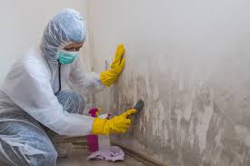 Why You Should Choose Our Mold Remediation Services in West Babylon, NY